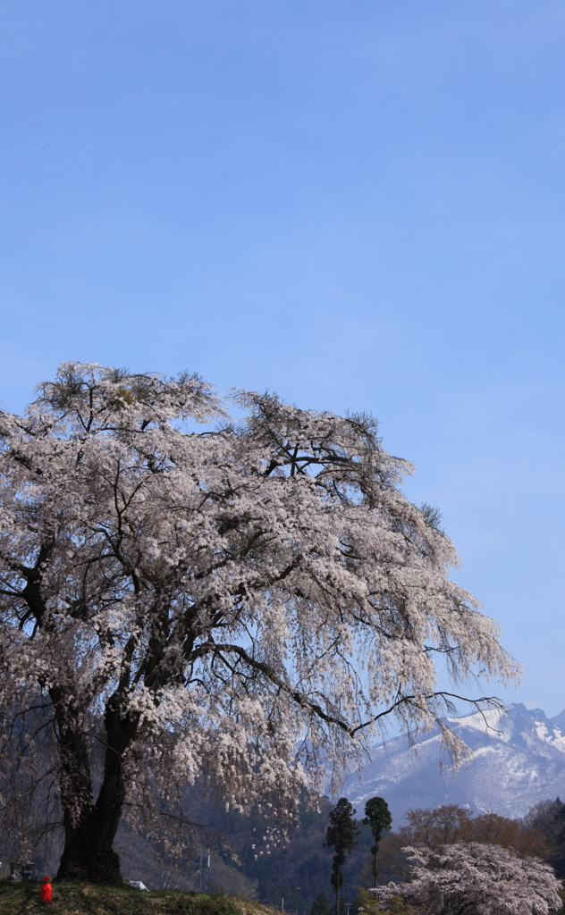 春景