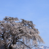 春景
