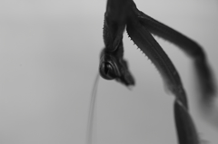カマキリ