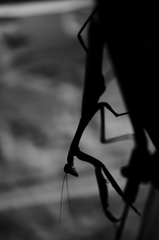 カマキリ