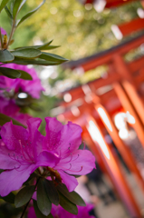 五月の神社にて