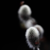 背景黒３