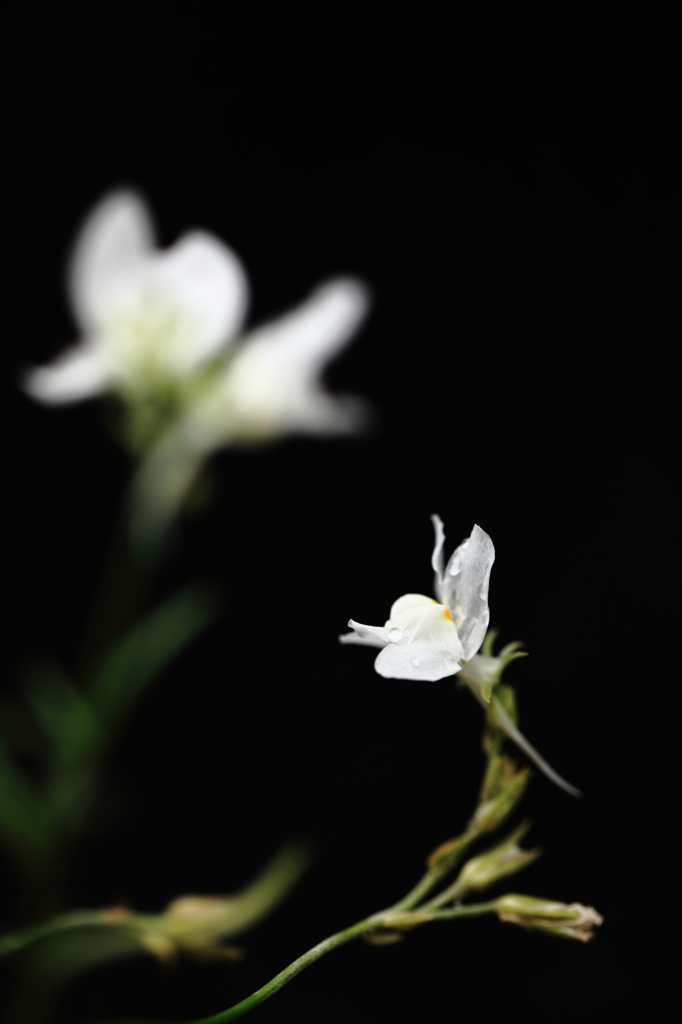 背景黒２