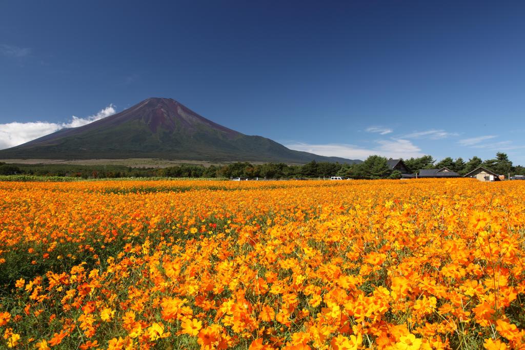 富士～キバナコスモス～