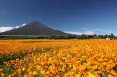 富士～キバナコスモス～