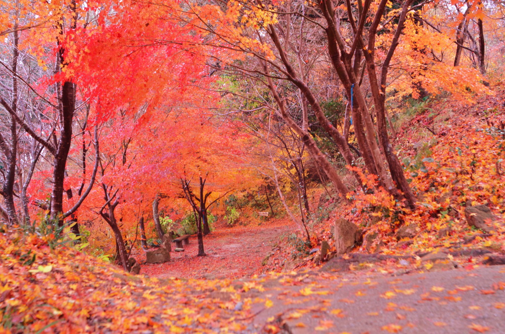 紅葉