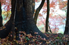 DSC_4851