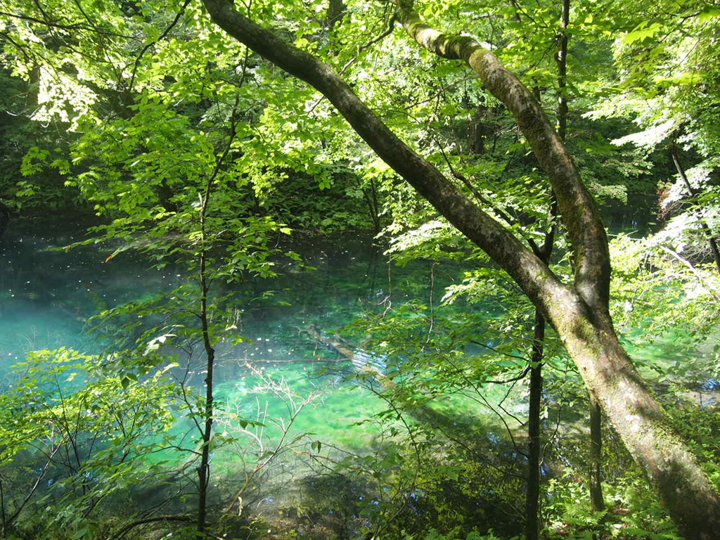 白神山地
