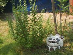常滑猫