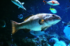 美ら海水族館