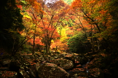 紅葉