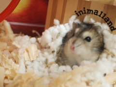 ハム