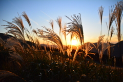曽爾高原　夕陽とすすき