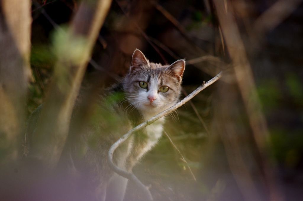 のらねこ