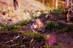 野良猫