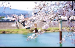 白石、一目千本桜