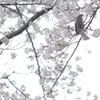 桜×鳥×白黒