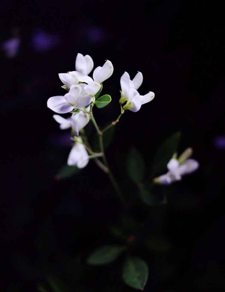 月夜に歌う