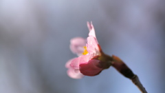 横顔
