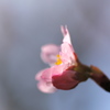 横顔