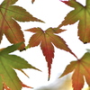 SUI-SAI