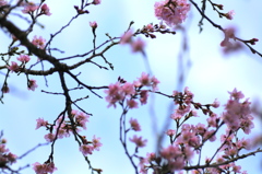 雨のち桜模様