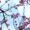 雨のち桜模様