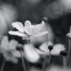 秋明菊の終わる頃