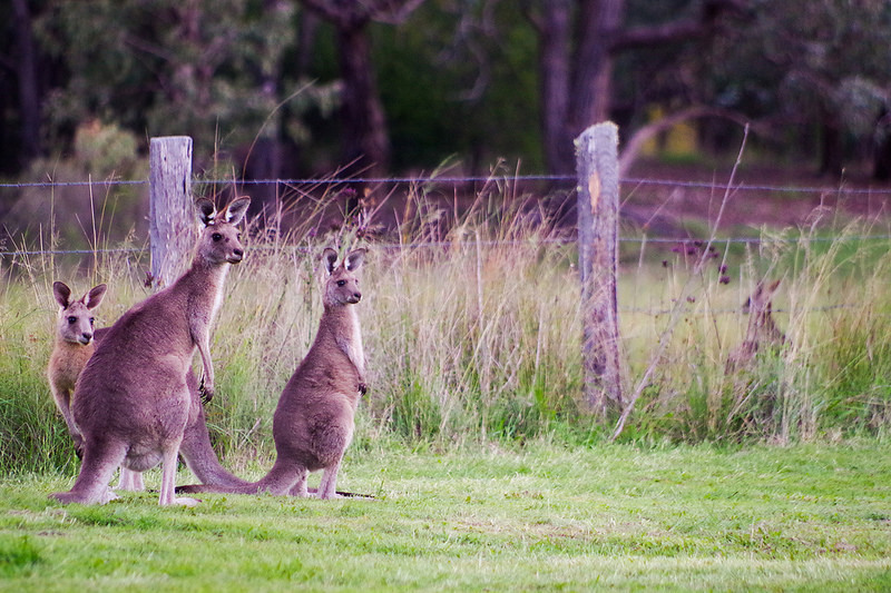 Australia