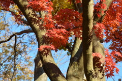 高尾山紅葉