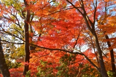 高尾山山頂の紅葉