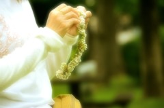 花摘