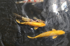 涼