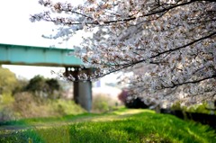川沿いの散歩道