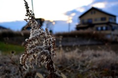 冬の道端で