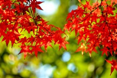 公園で見つけた小さな紅葉