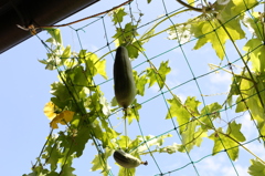 まだまだ暑いねぇ　２０１４夏