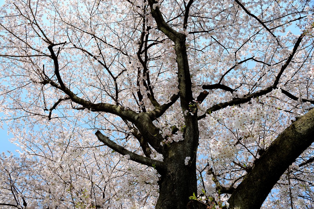 空に向かって