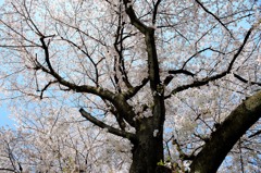 空に向かって