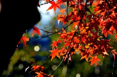 夕日と小さな紅葉