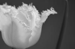Ｗｈｉｔｅ　ｔｕｌｉｐｅ