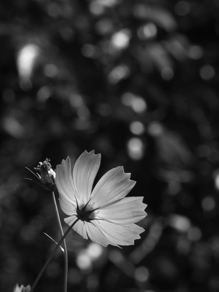 P9298209