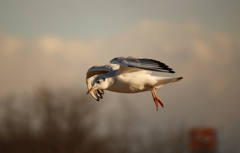 多摩川の野鳥