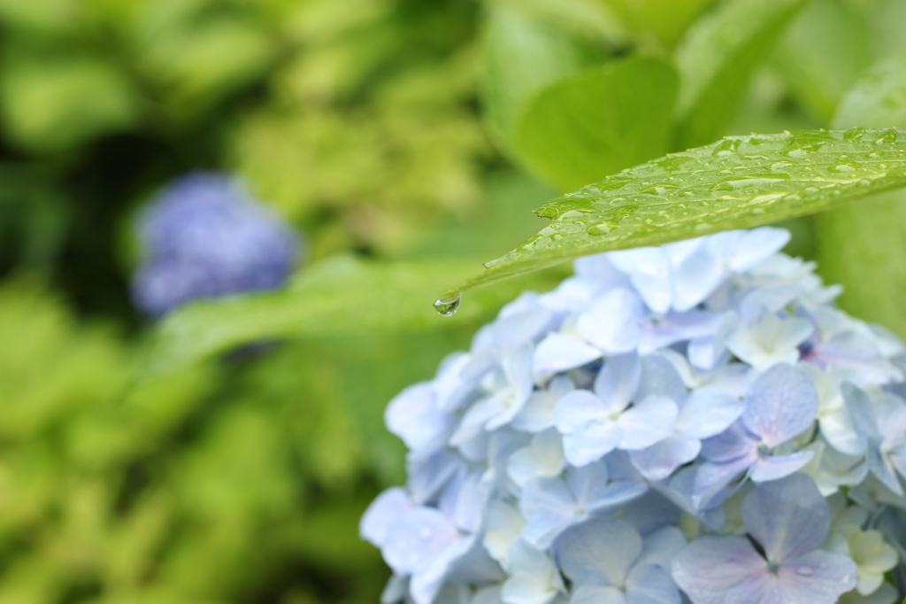あじさいと雫