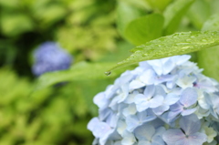 あじさいと雫