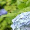 あじさいと雫