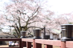 生田緑地の桜