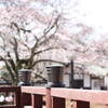生田緑地の桜