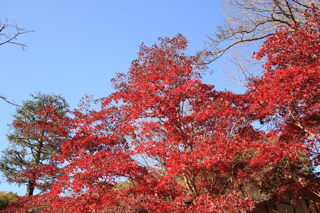 紅葉