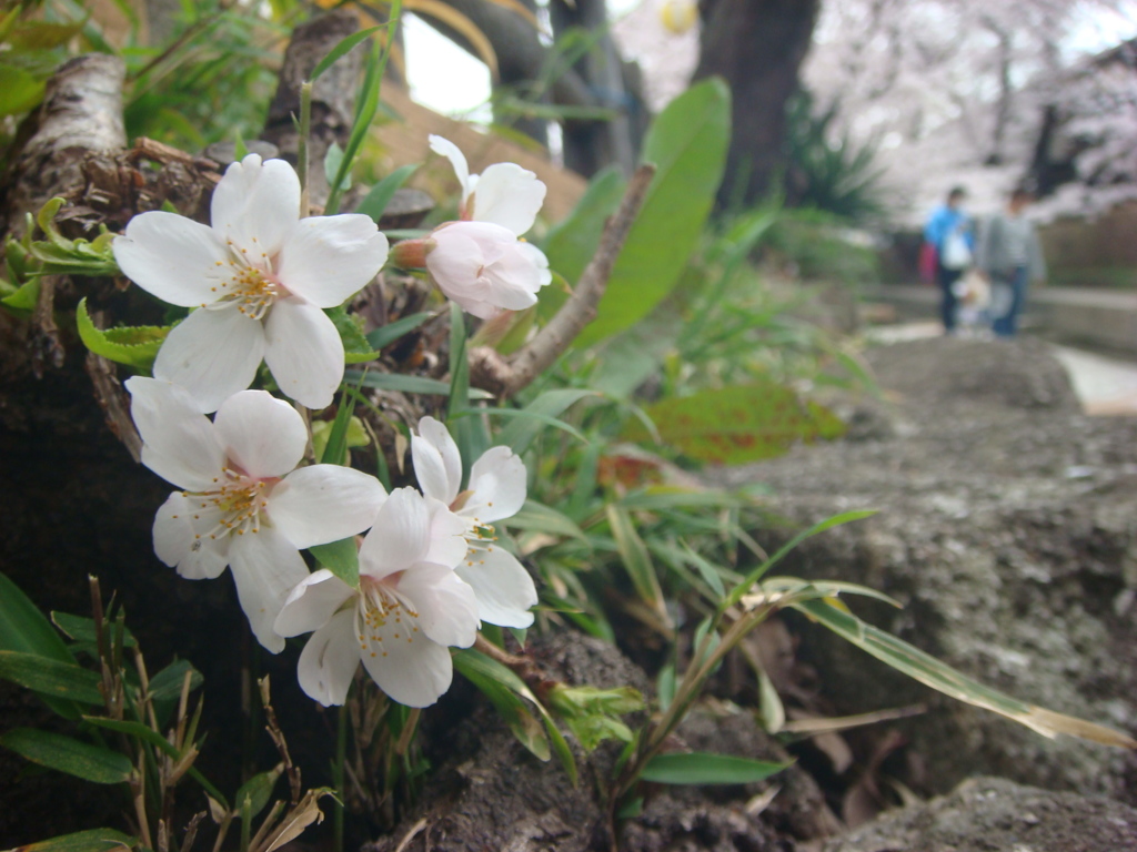 根から咲く桜